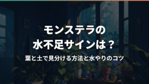 モンステラの水不足サインは?葉と土で見分ける方法と水やりのコツ