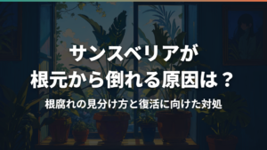 サンスベリアが根元から倒れる原因は？根腐れの見分け方と復活に向けた対処