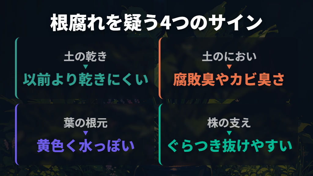 根元がぶよぶよしているなら根腐れを疑う