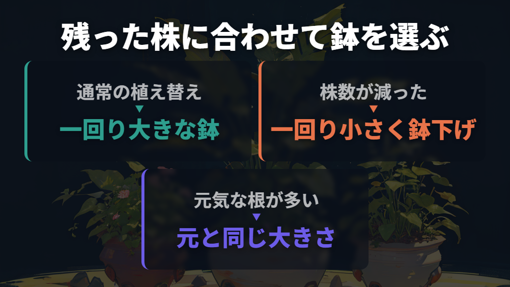 鉢の大きさは残った株に合わせ、乾きやすい土を使う