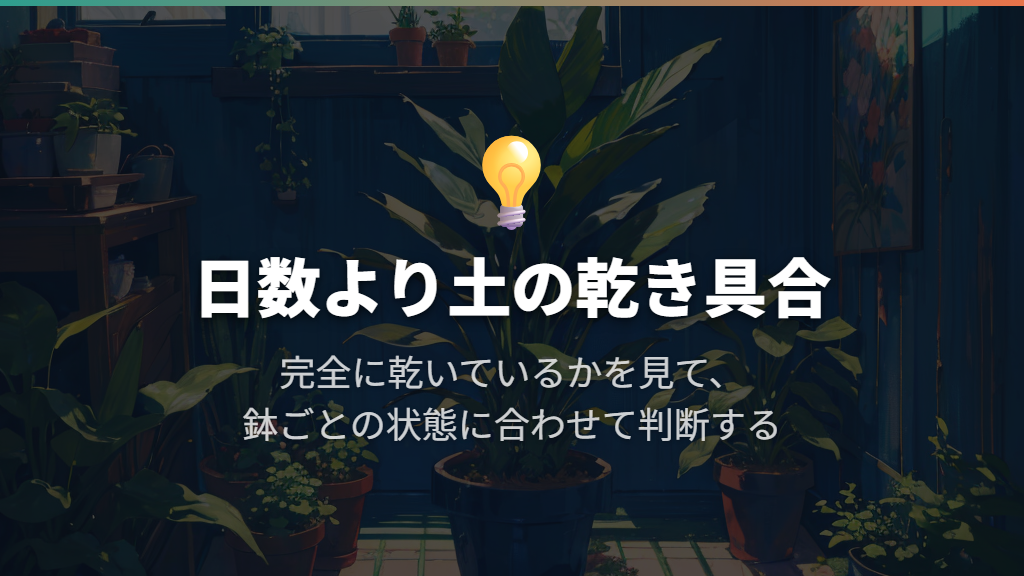 夏は何日に一度?土が完全に乾いたことを起点にする