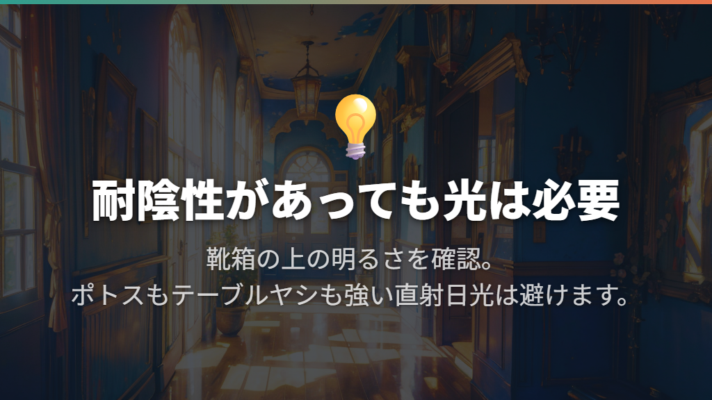 暗い玄関でも育つ？まずは靴箱の上に届く光を見る