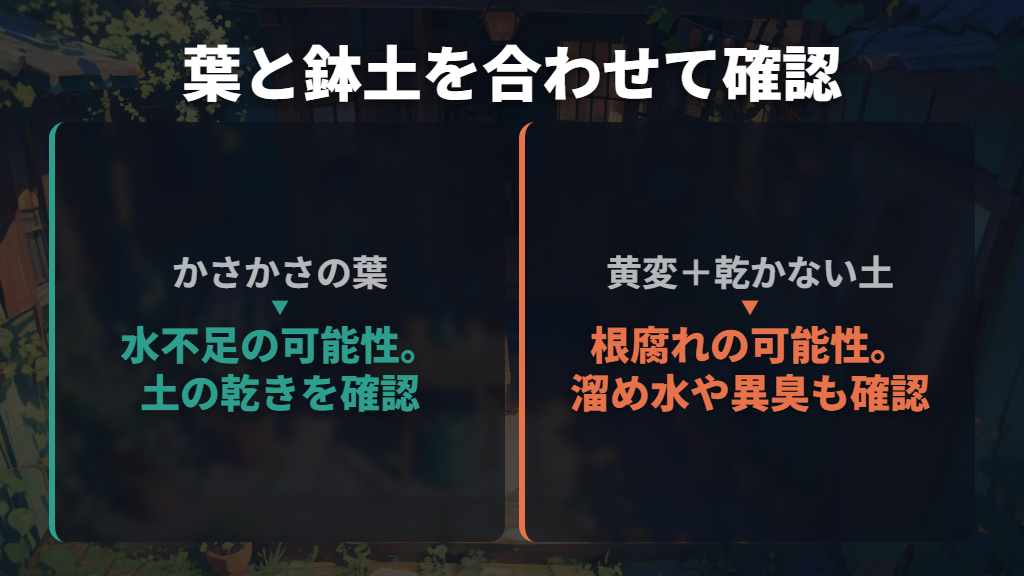 最初に見るのは葉の色・落ちる位置・土の状態