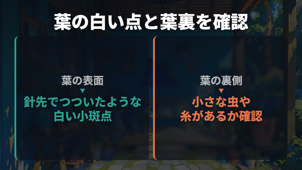 白い斑点と葉裏の小さな虫・糸を確認する