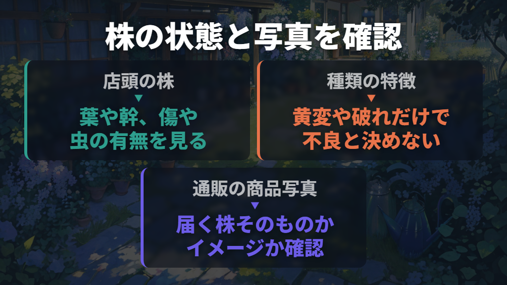 最後は株の状態と写真を見て、安さだけで決めない