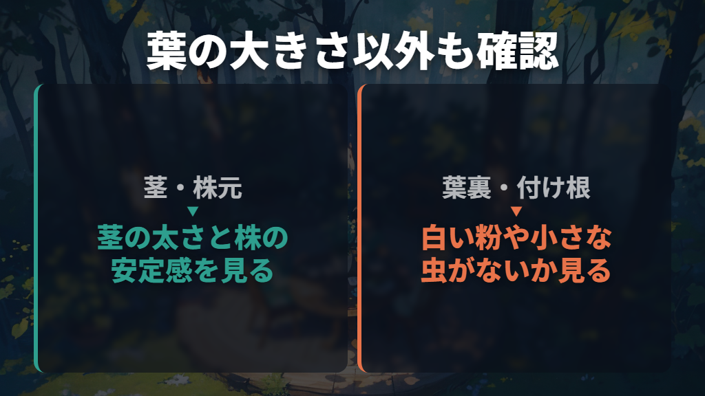 葉の大きさだけでなく、株元と葉裏も見る