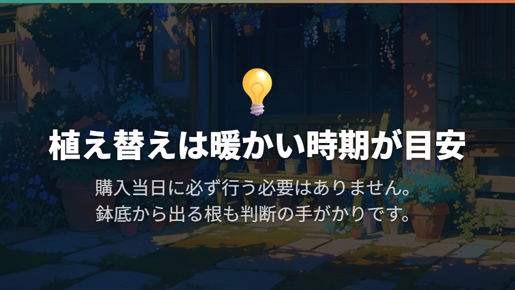 植え替えは購入日より、暖かい時期と根の状態が目安