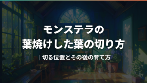 モンステラの葉焼けした葉の切り方|切る位置とその後の育て方
