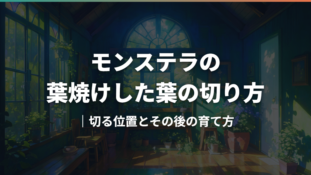 モンステラの葉焼けした葉の切り方｜切る位置とその後の育て方