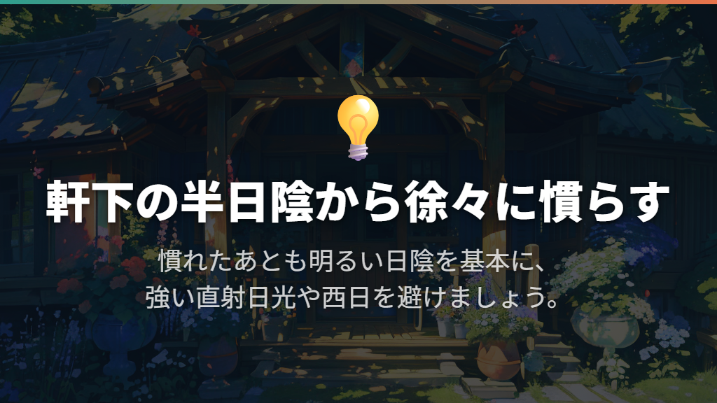 室内から出すときは軒下の半日陰で徐々に慣らす