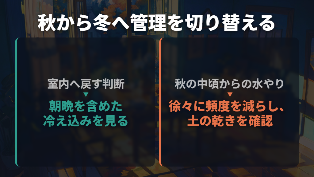 秋は早めに室内へ戻し、水やりも冬向けに切り替える