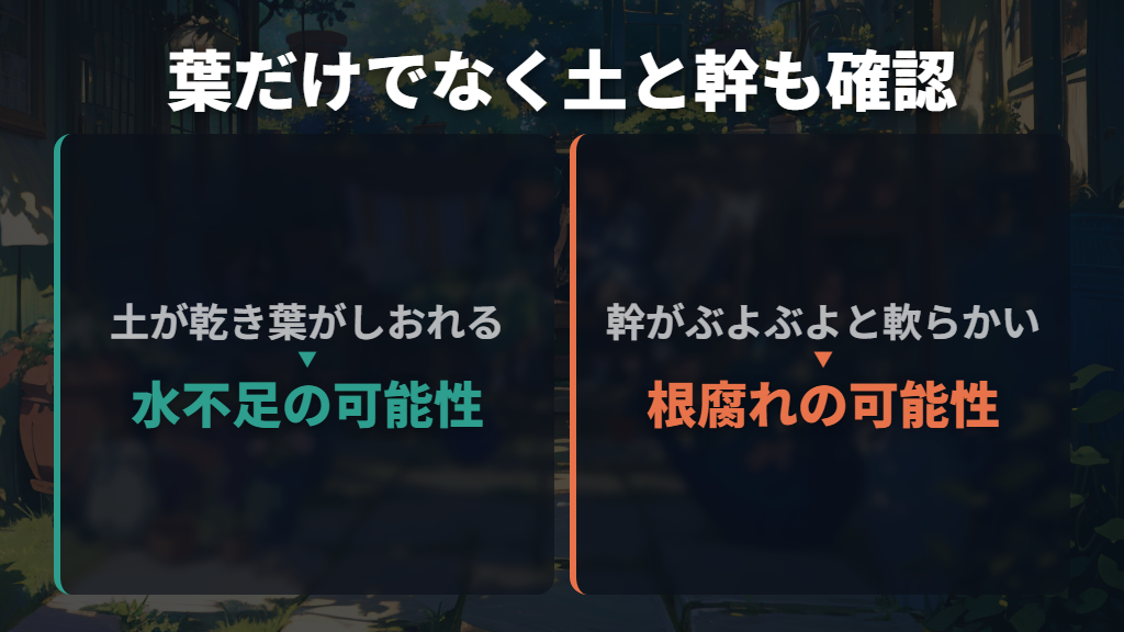 葉が枯れたら寿命?土と幹も一緒に見る