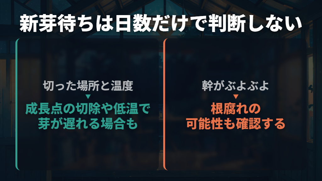 新芽を待つ間は日数だけでなく温度と株の状態を見る