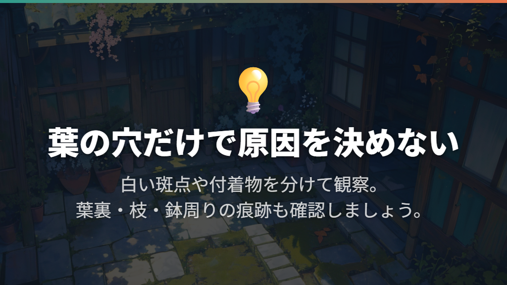 まずは葉の穴・白い斑点・付着物を分けて見る