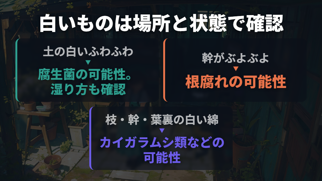 白いふわふわはカビ?土と幹の状態を分けて見る