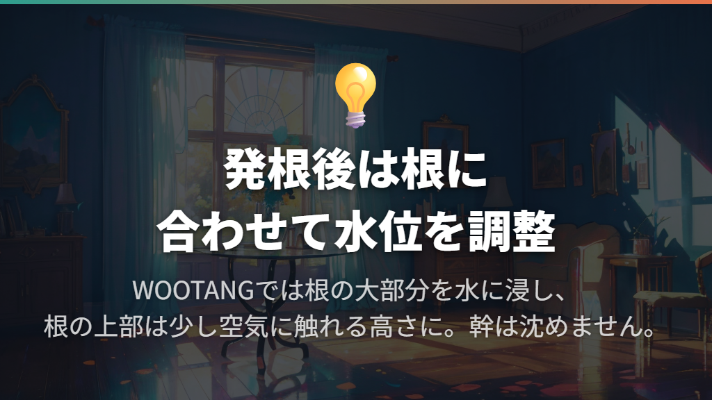 水のまま育てる場合は発根前後で水位を変える