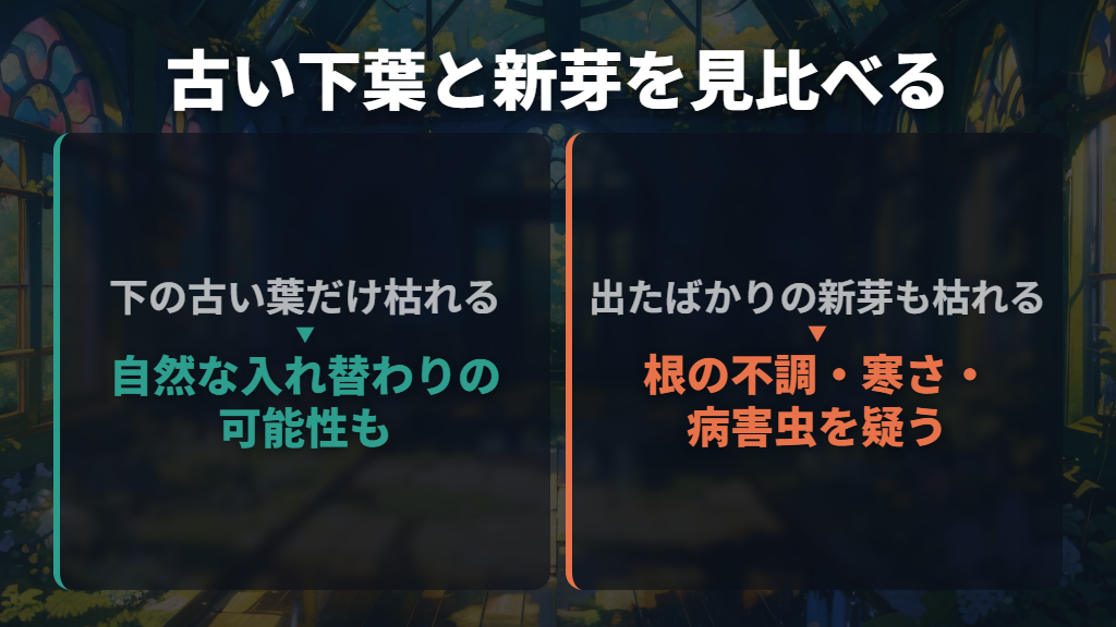 下の古い葉だけなら、自然な入れ替わりの可能性もある