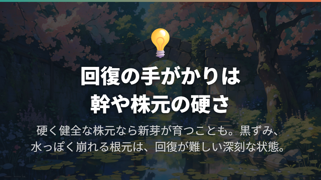 黄色い葉の処理と、回復を見込める状態