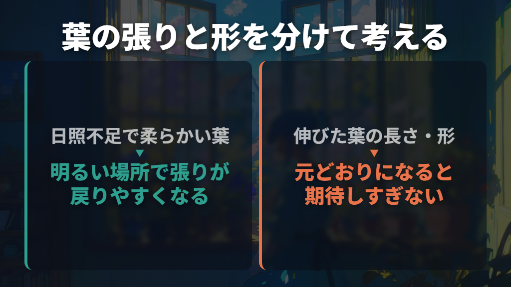徒長した葉は元に戻る？新しい葉を見る考え方