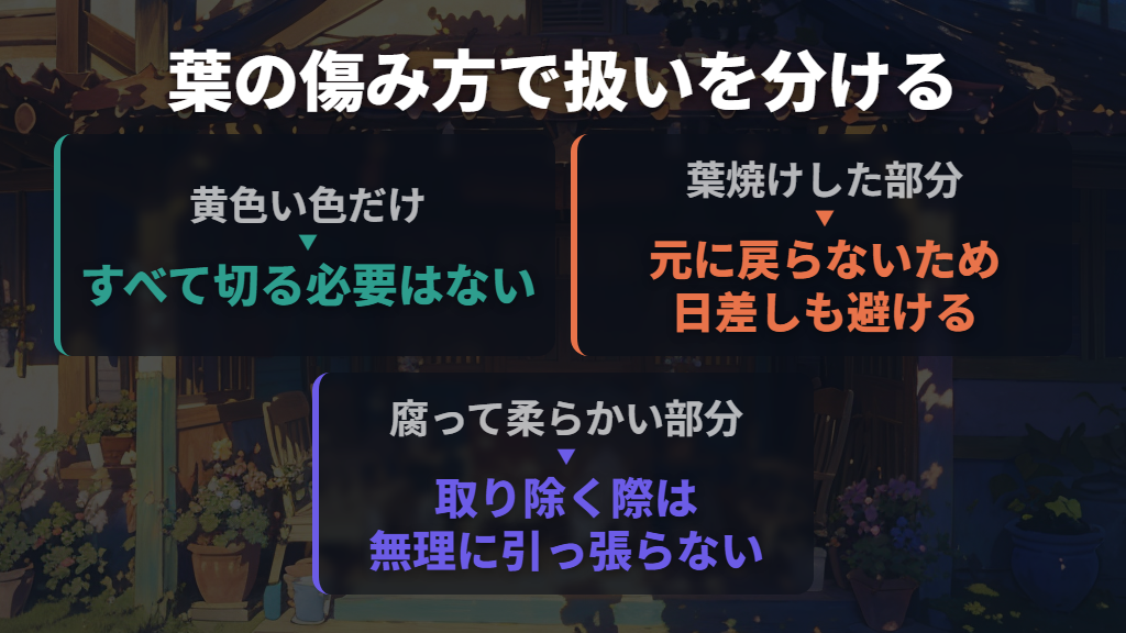 黄色い葉は切る？腐った葉と葉焼けした葉の扱い